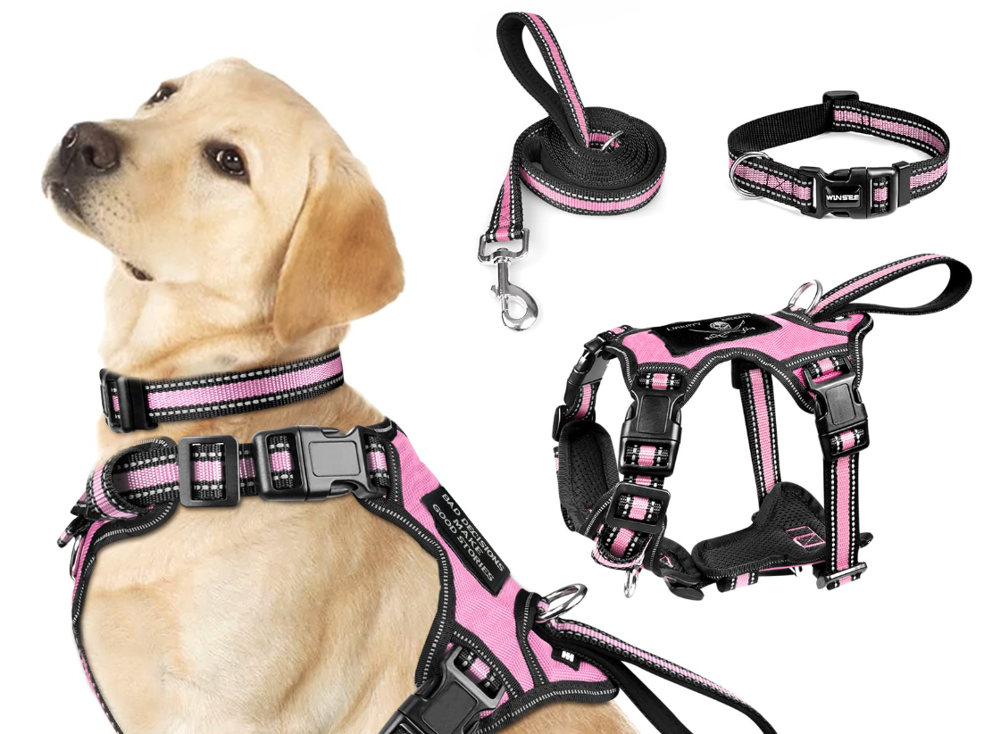 Collar and Harness